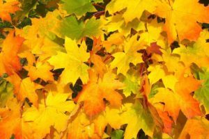 herbst